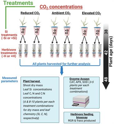 Silicon-mediated herbivore defence in a pasture grass under reduced and Anthropocene levels of CO2